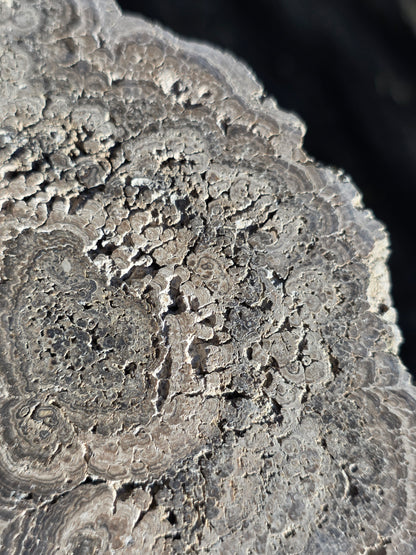 Stromatolite française n°4