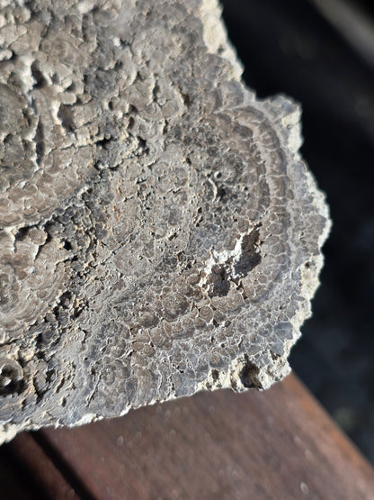 Stromatolite française n°4