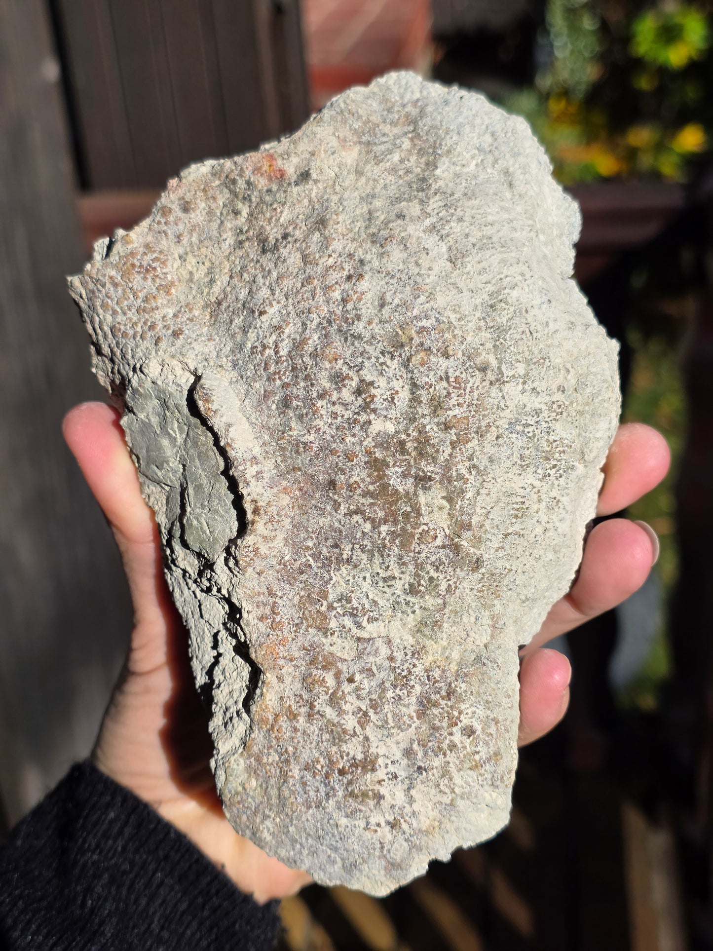 Stromatolite française n°4