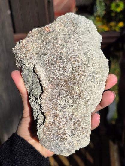 Stromatolite française n°4