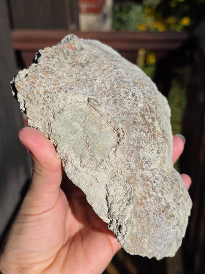 Stromatolite française n°4