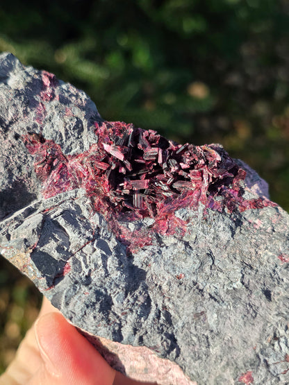 Grosse Erythrite du Maroc