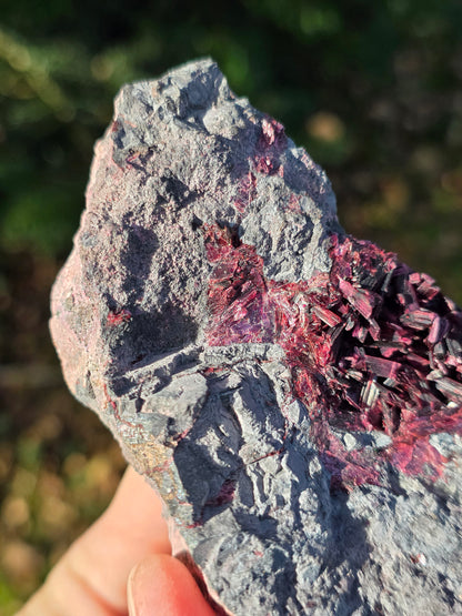 Grosse Erythrite du Maroc