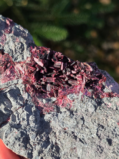 Grosse Erythrite du Maroc