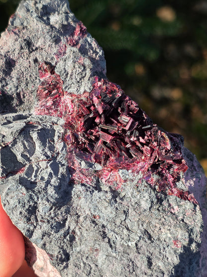 Grosse Erythrite du Maroc