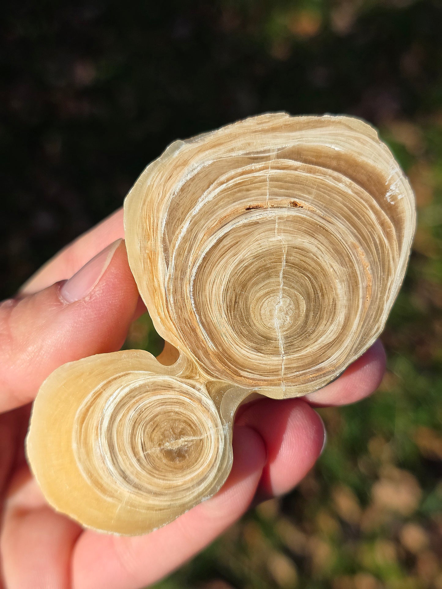 Calcite et Aragonite (à choisir)