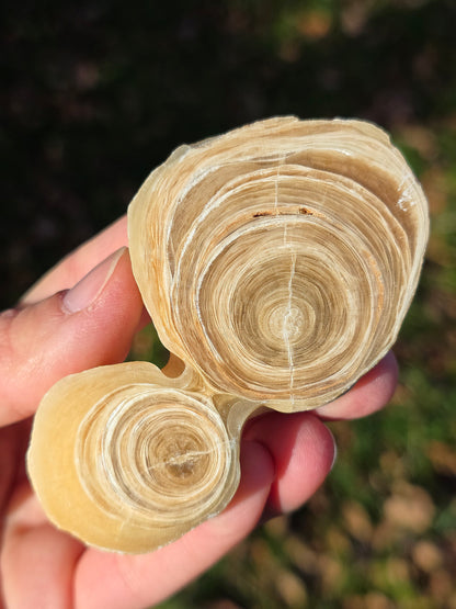 Calcite et Aragonite (à choisir)