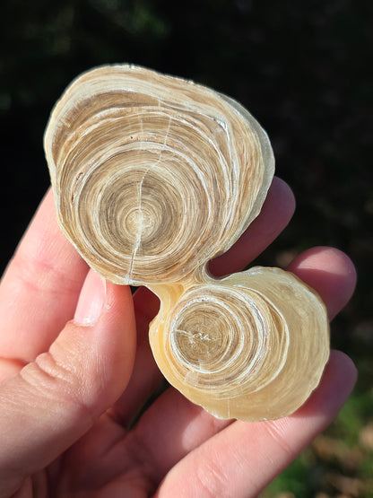 Calcite et Aragonite (à choisir)