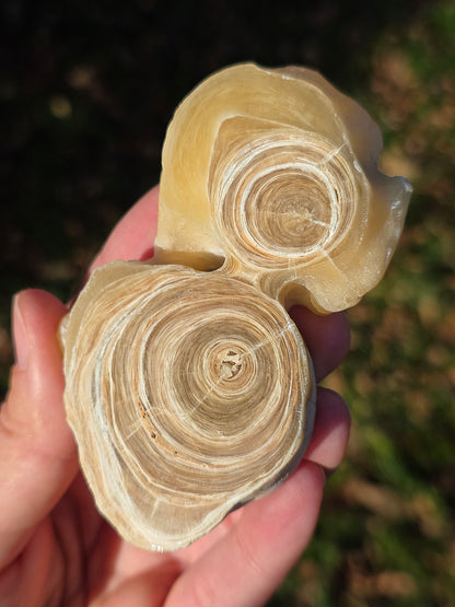 Calcite et Aragonite (à choisir)