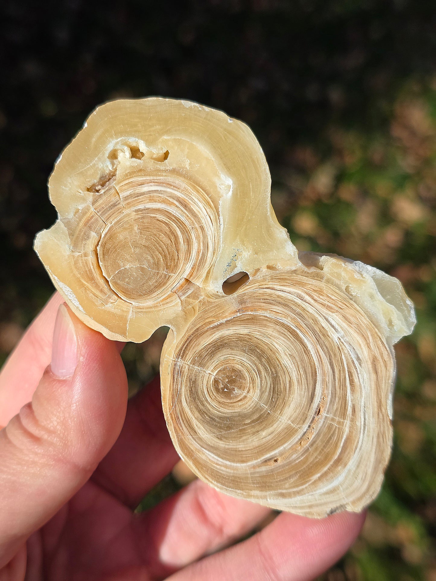 Calcite et Aragonite (à choisir)