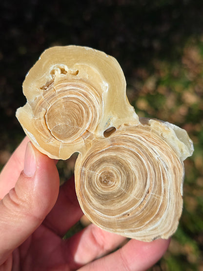 Calcite et Aragonite (à choisir)