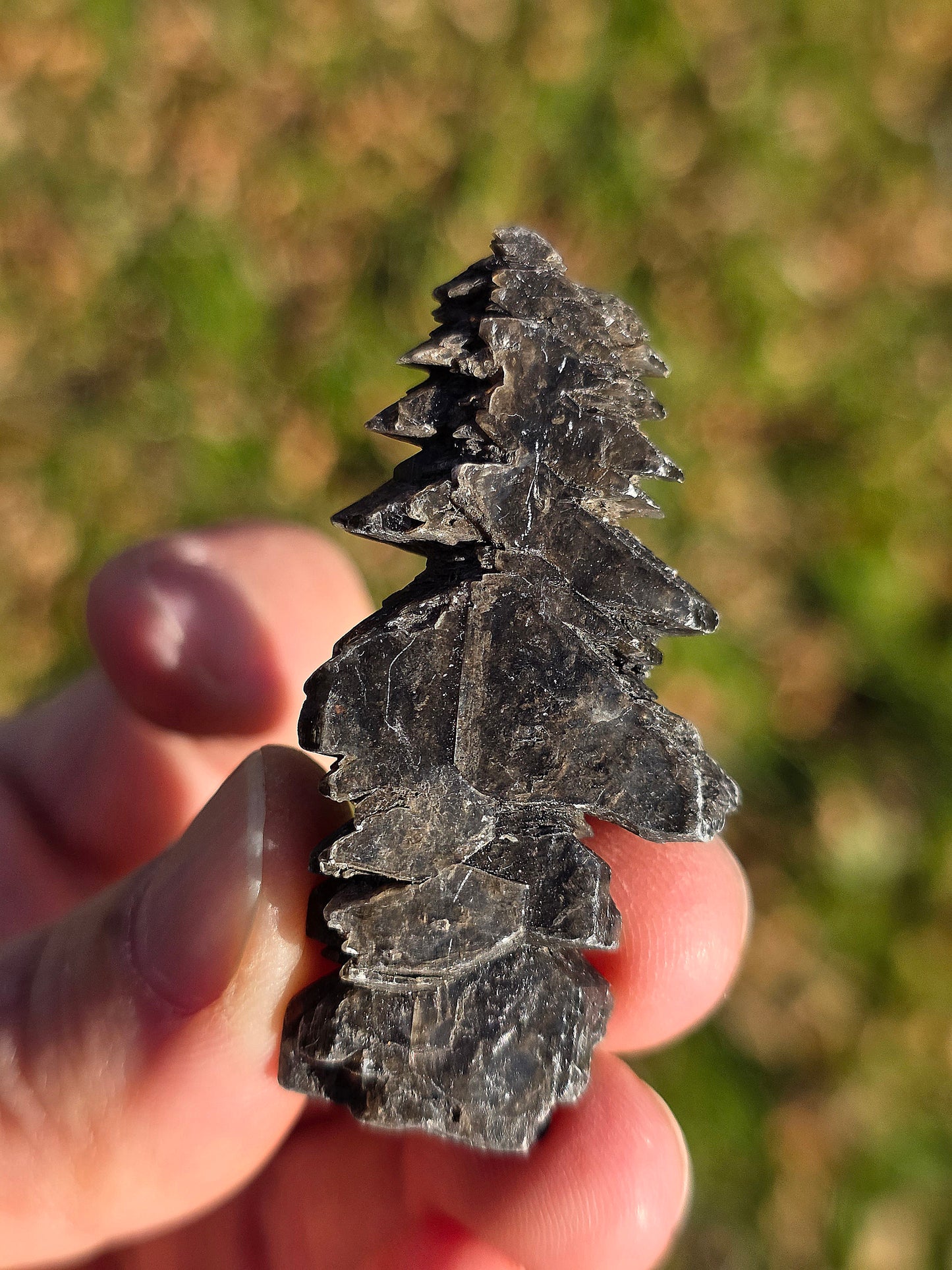 Gypse sapin d'Albas (à choisir)