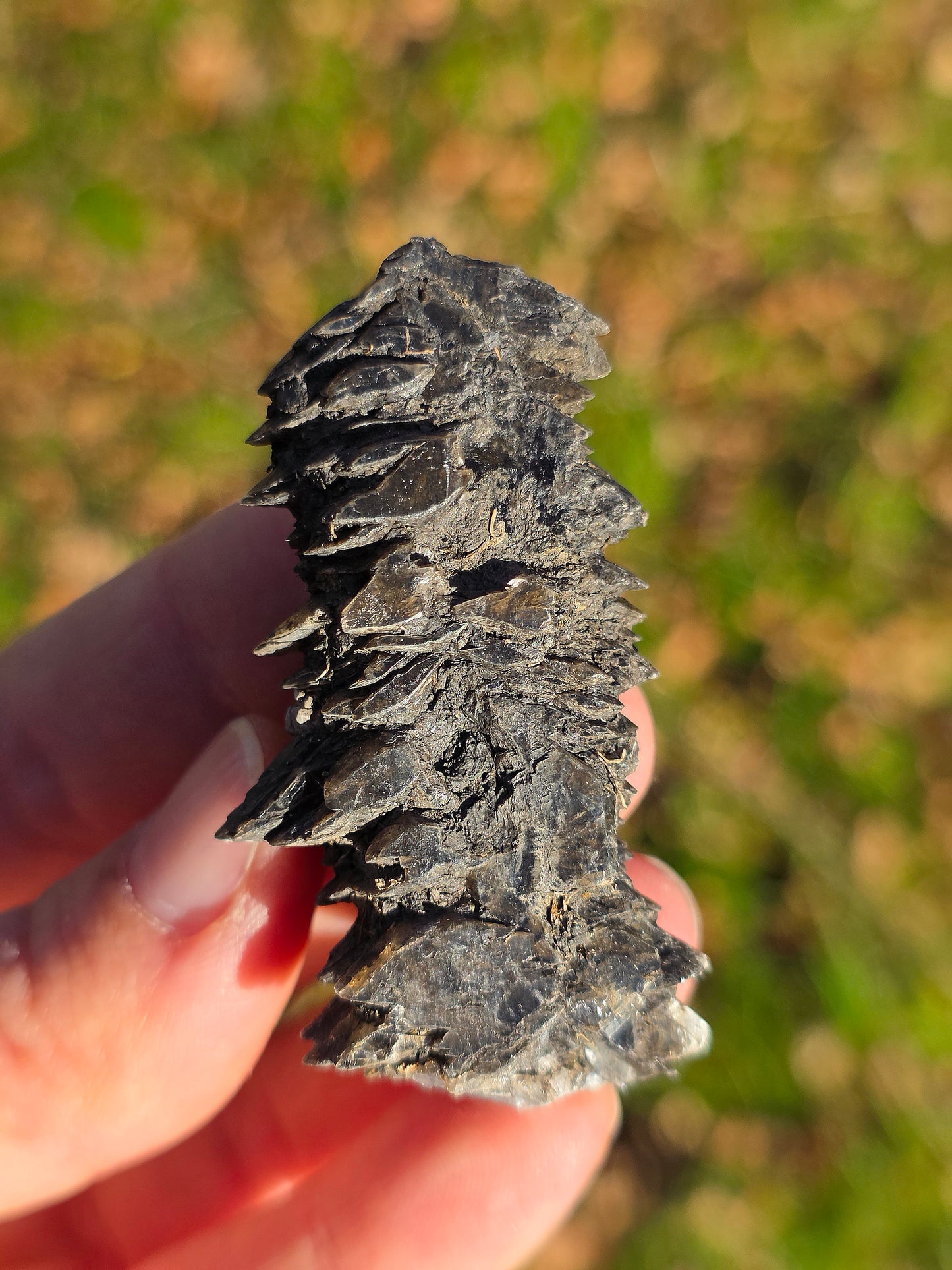 Gypse sapin d'Albas (à choisir)