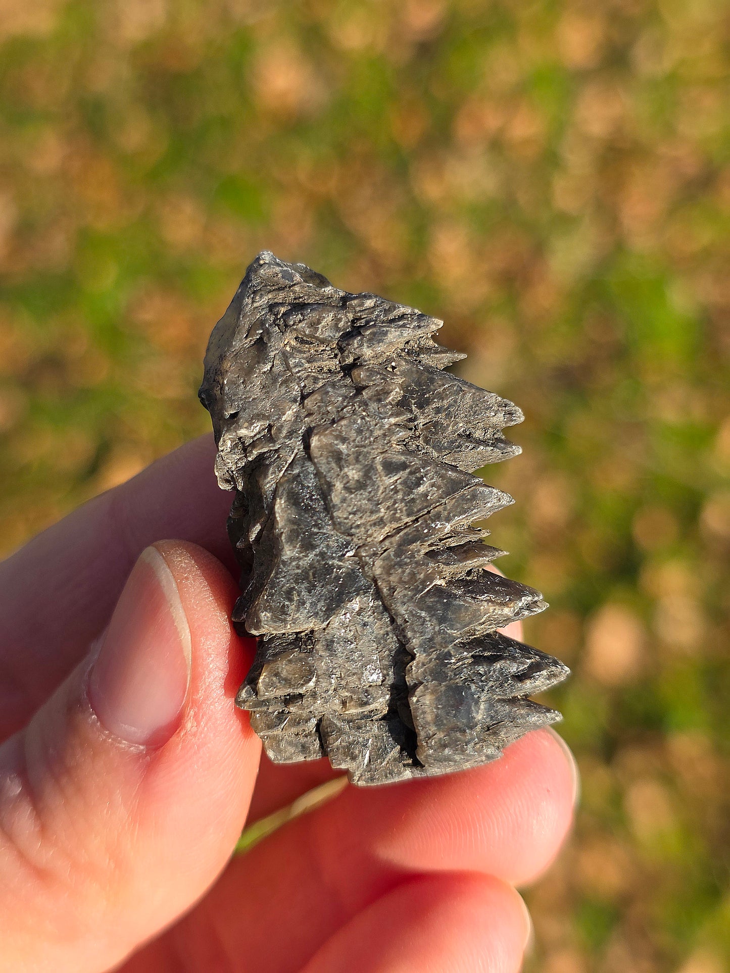 Gypse sapin d'Albas (à choisir)