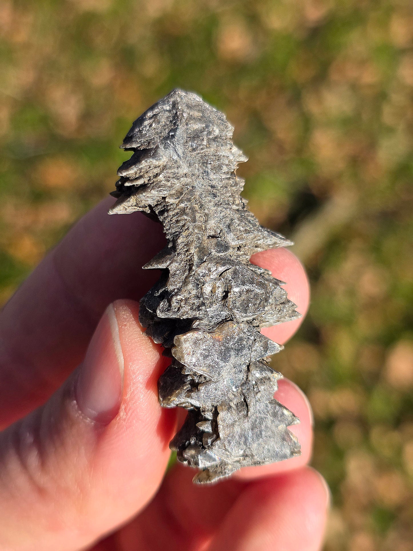 Gypse sapin d'Albas (à choisir)