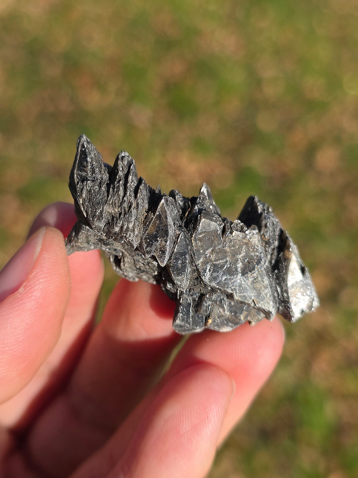 Gypse sapin d'Albas (à choisir)