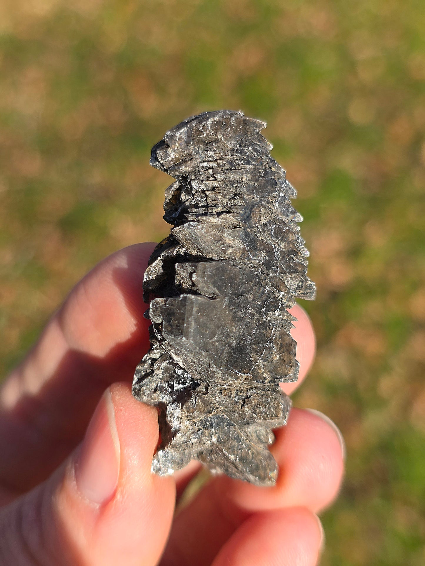 Gypse sapin d'Albas (à choisir)