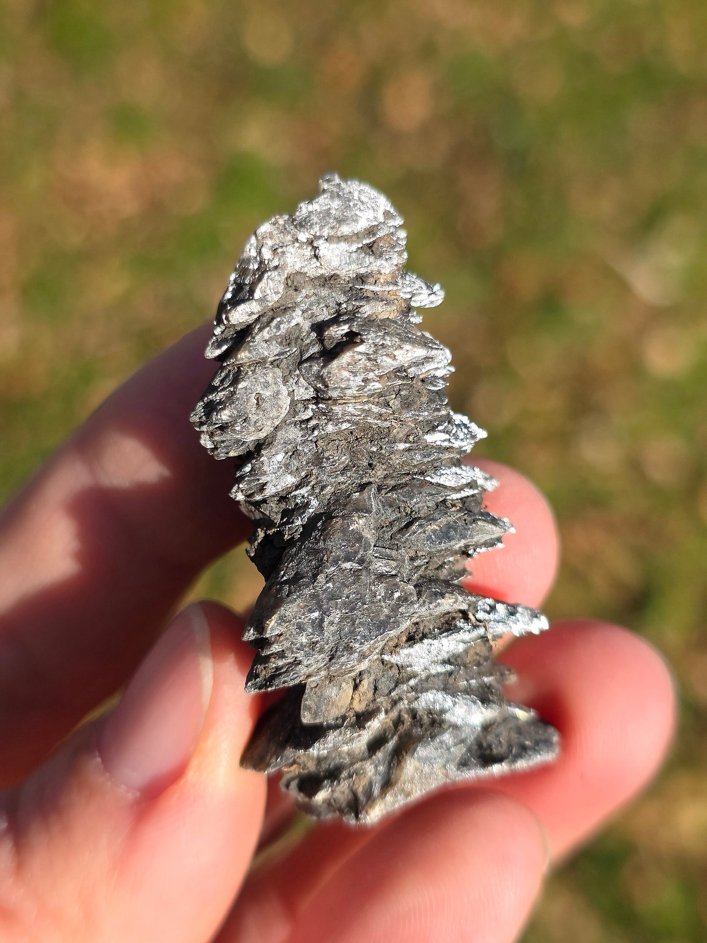 Gypse sapin d'Albas (à choisir)