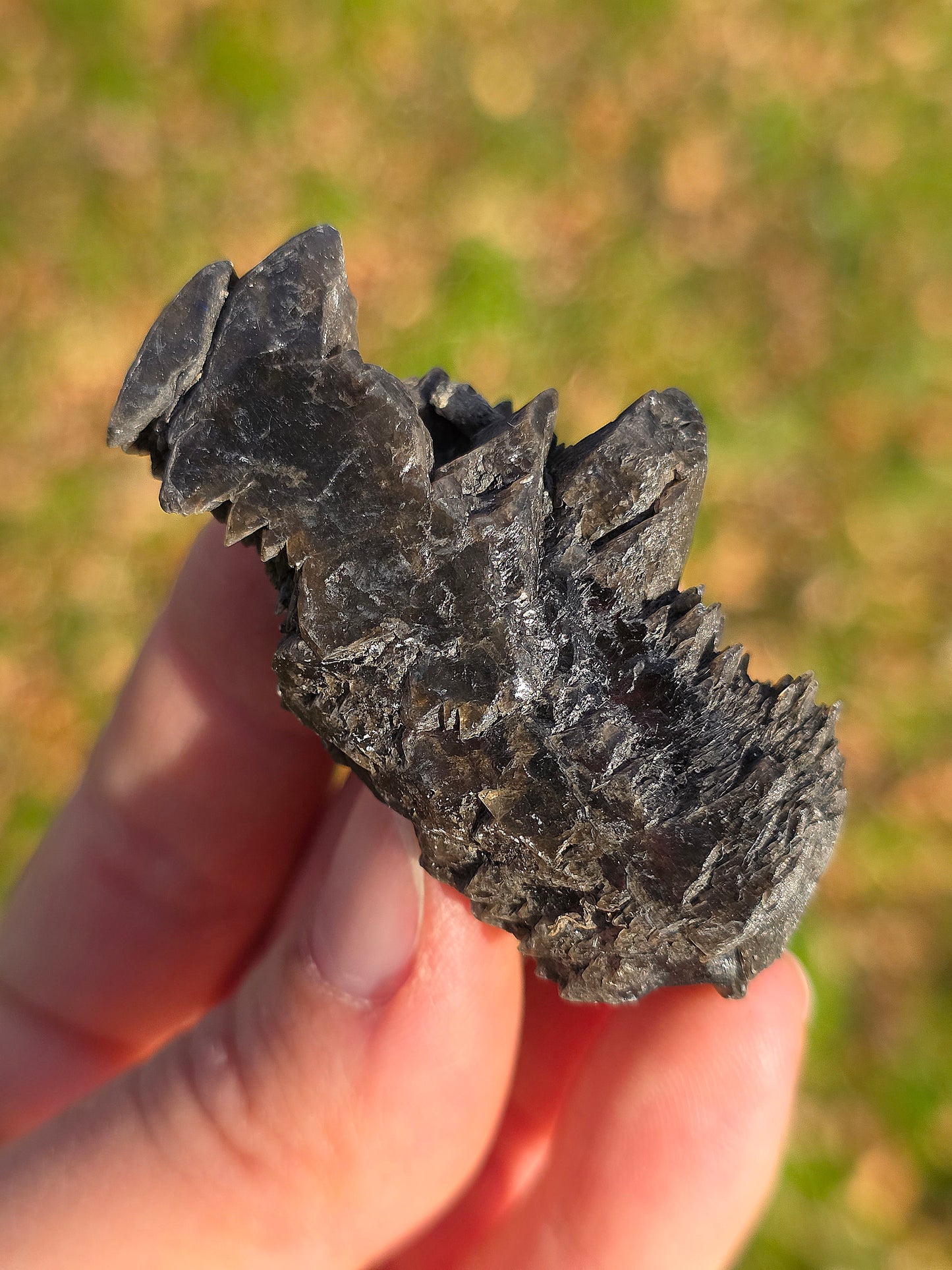 Gypse sapin d'Albas (à choisir)