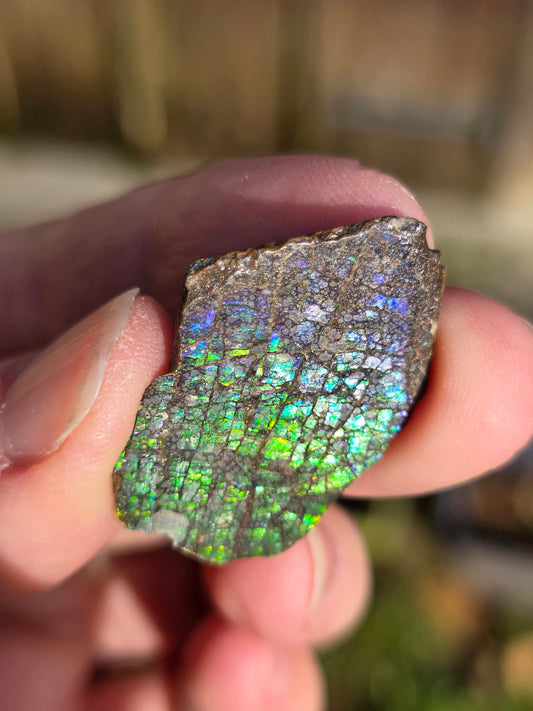 Ammolite brute du Canada