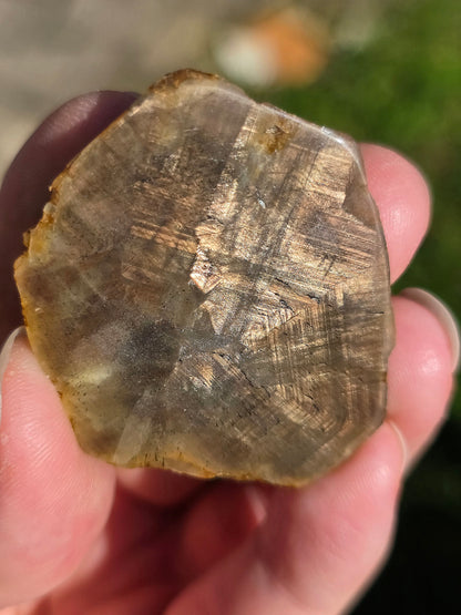 Saphir brun doré de Thaïlande n°2