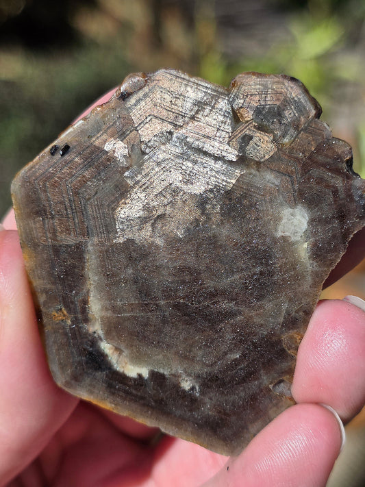 Saphir brun doré brut de Thaïlande