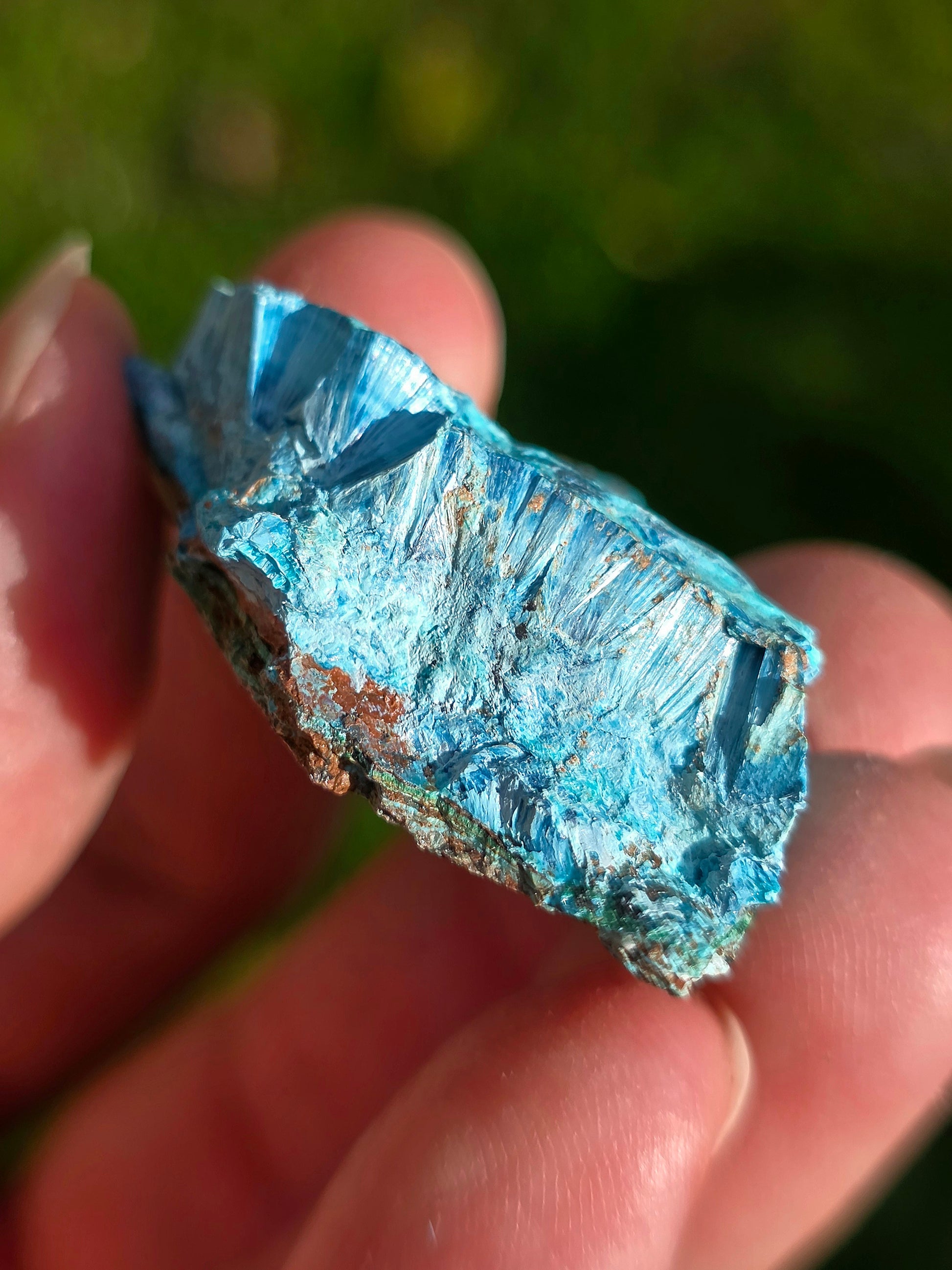 Shattuckite fibreuse Congo