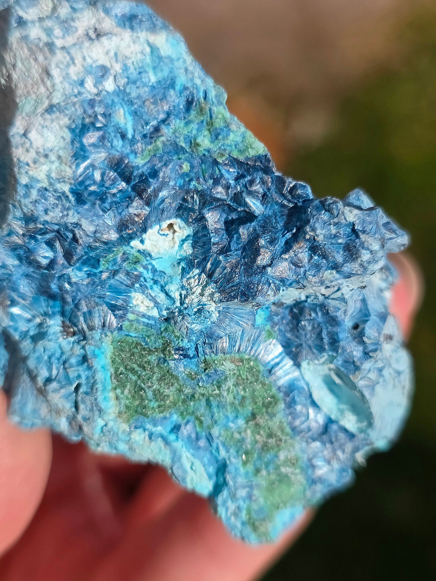 Shattuckite fibreuse du Congo avec Malachite