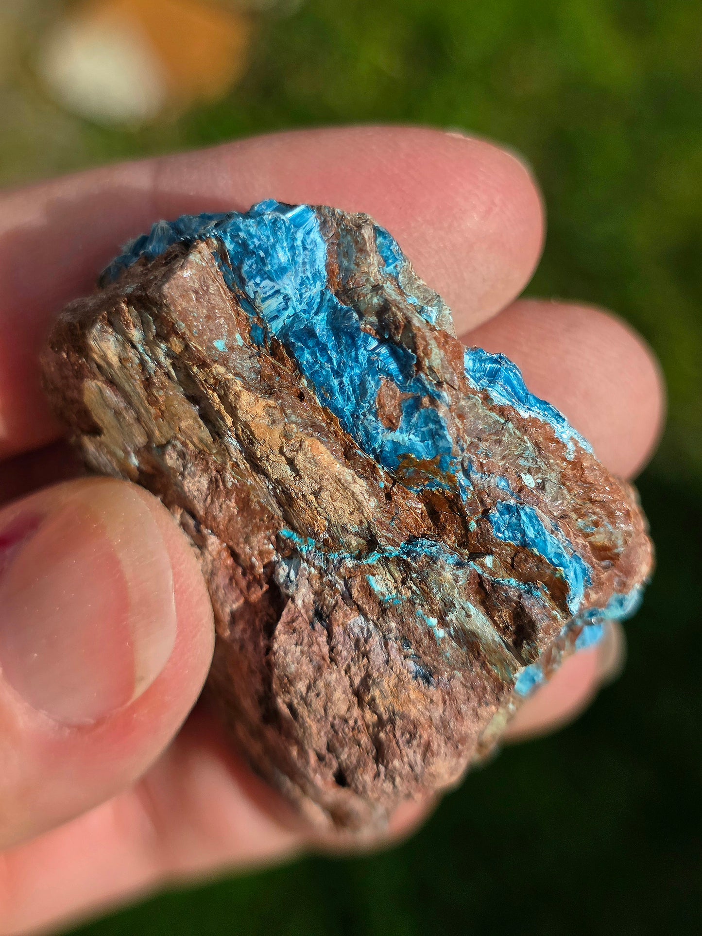 Shattuckite fibreuse du Congo n°11