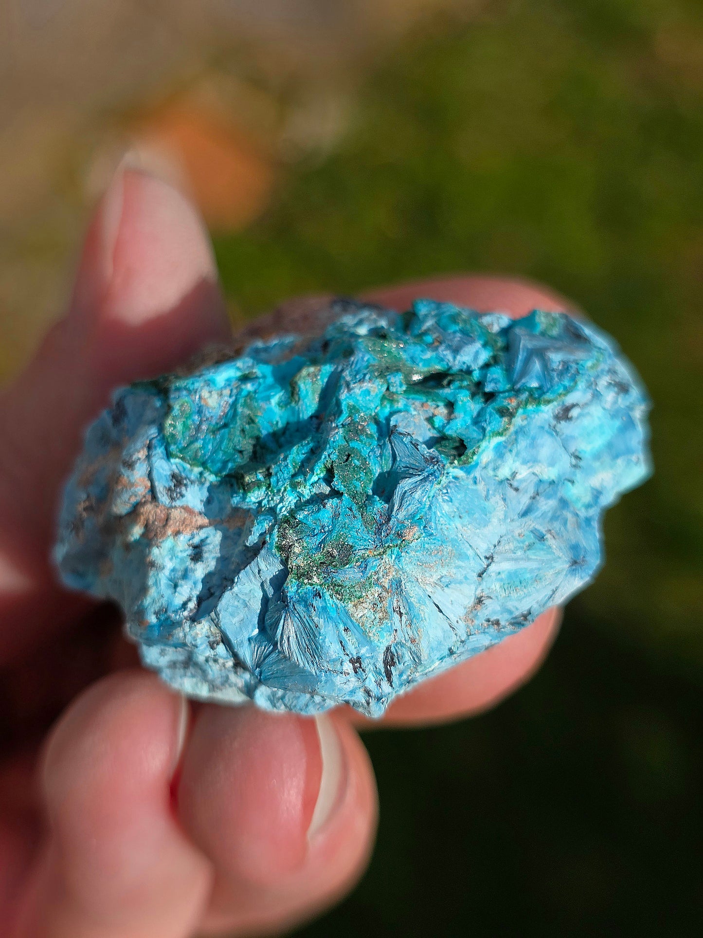 Shattuckite fibreuse du Congo n°13