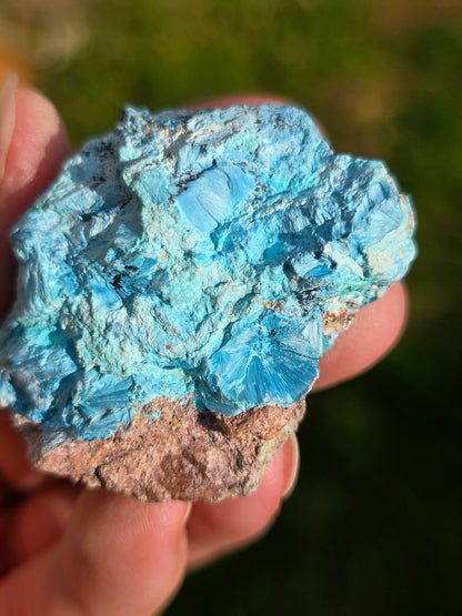 Shattuckite fibreuse du Congo n°13