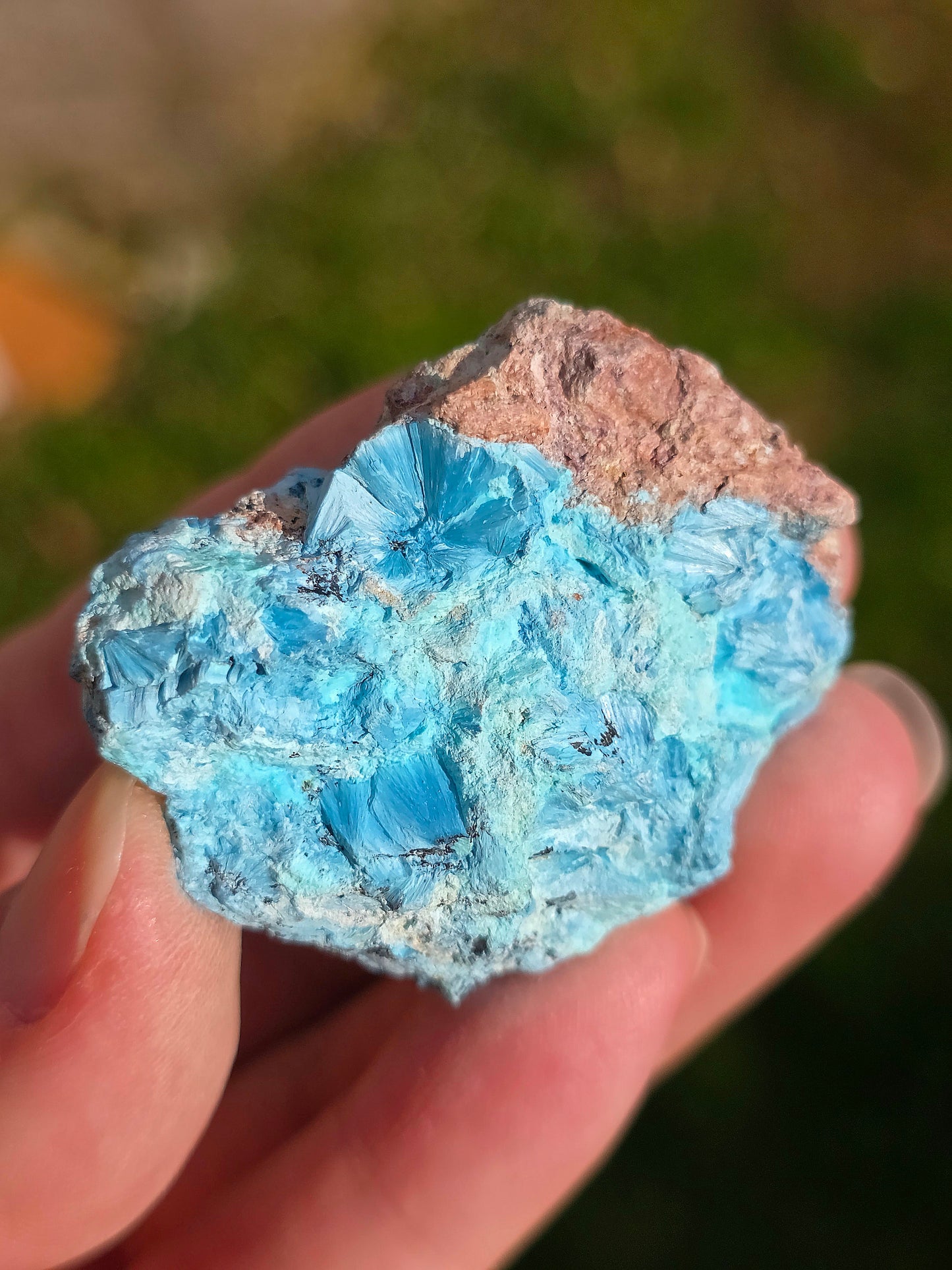 Shattuckite fibreuse du Congo n°13