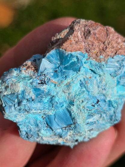 Shattuckite du Congo brute