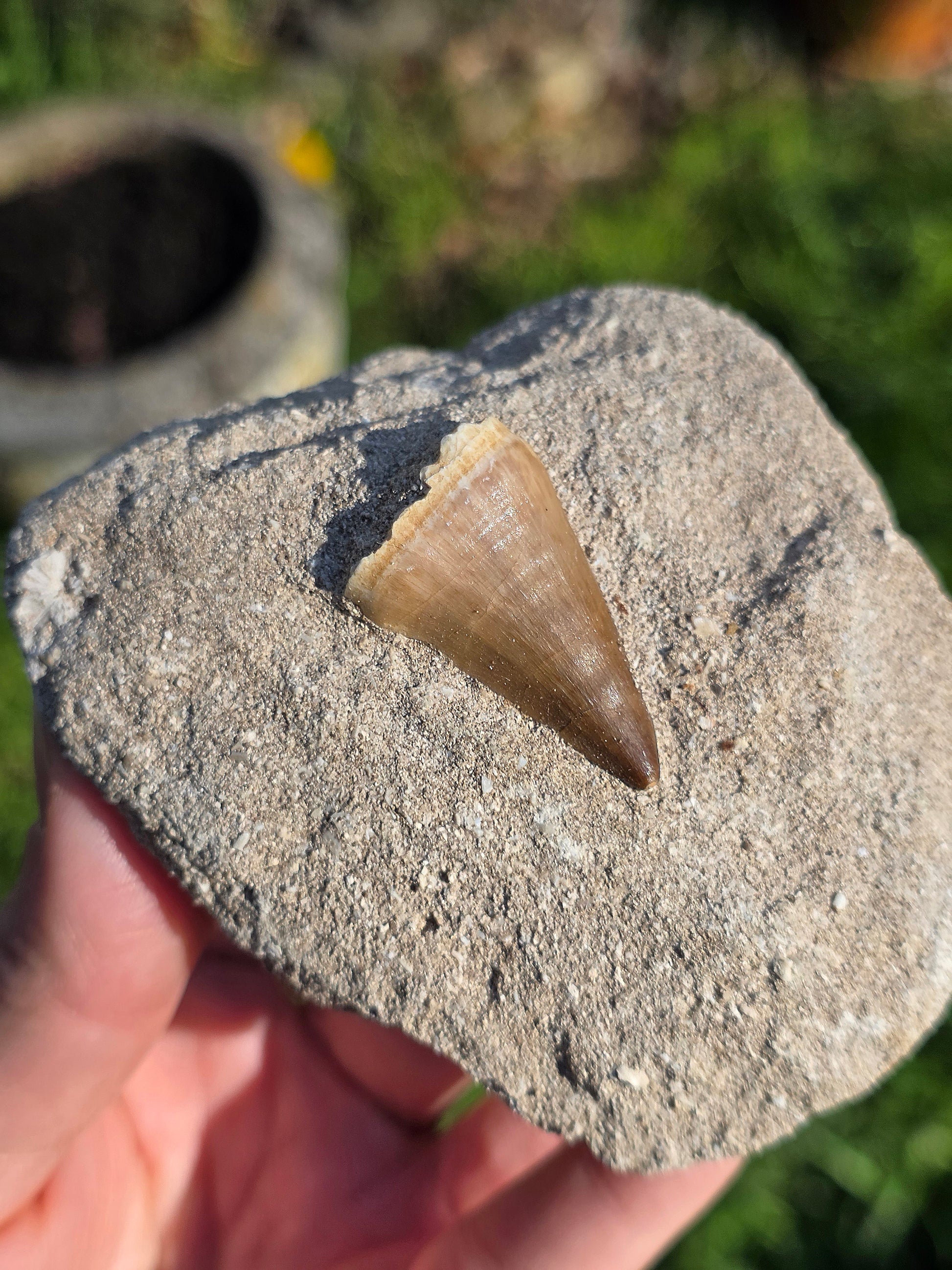 Dent de Mosasaure fossilisée du Maroc