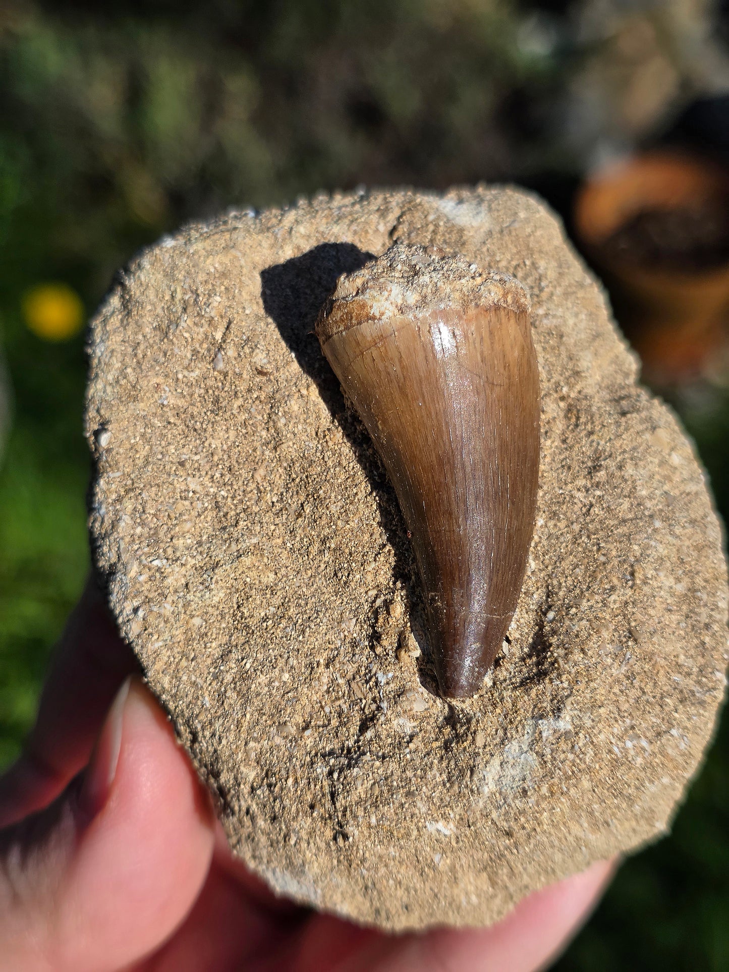 Dent de Mosasaure fossilisée du Maroc