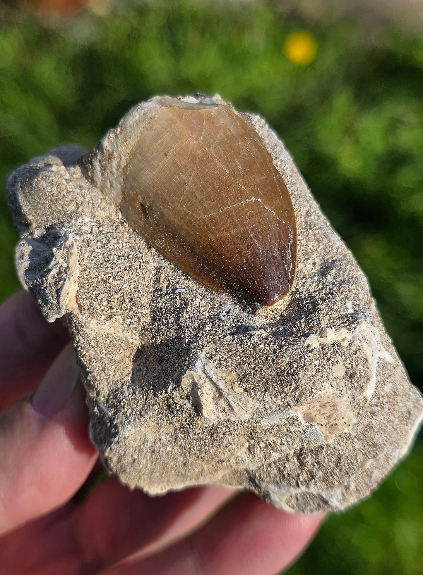 Dent de Mosasaure fossilisée du Maroc