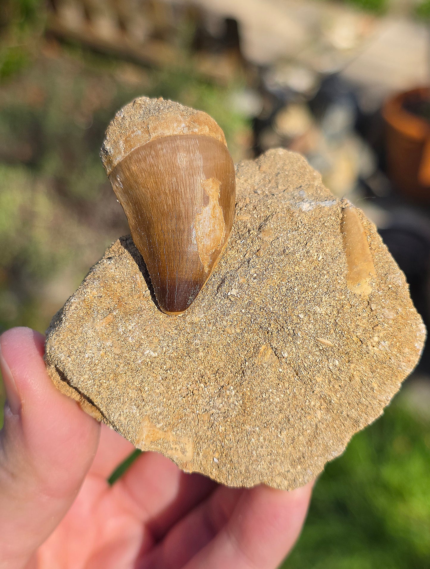 Dent de Mosasaure fossilisée du Maroc