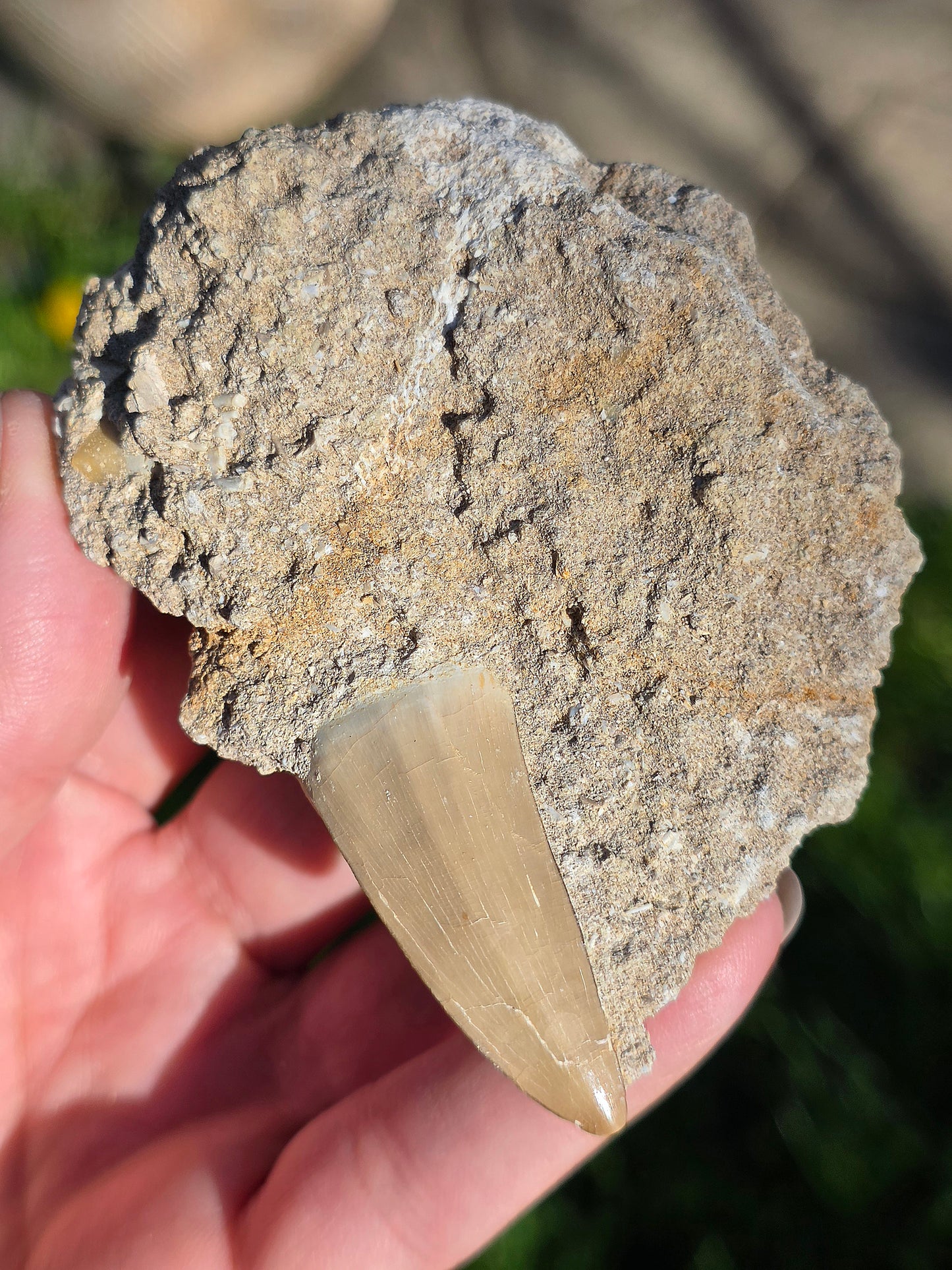 Dent de Mosasaure fossilisée du Maroc