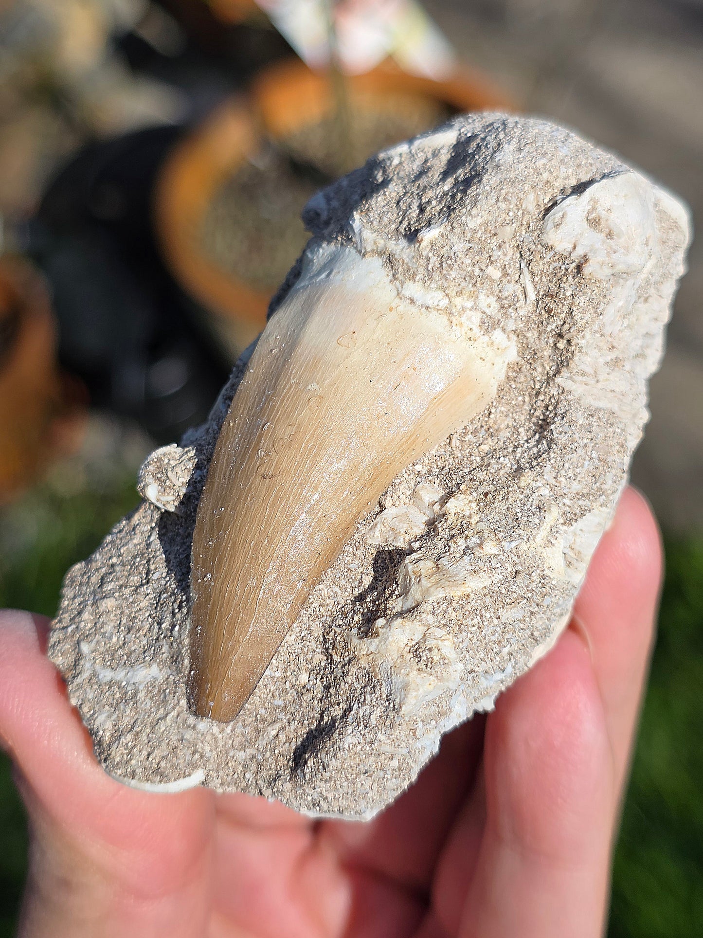 Dent de Mosasaure fossilisée du Maroc