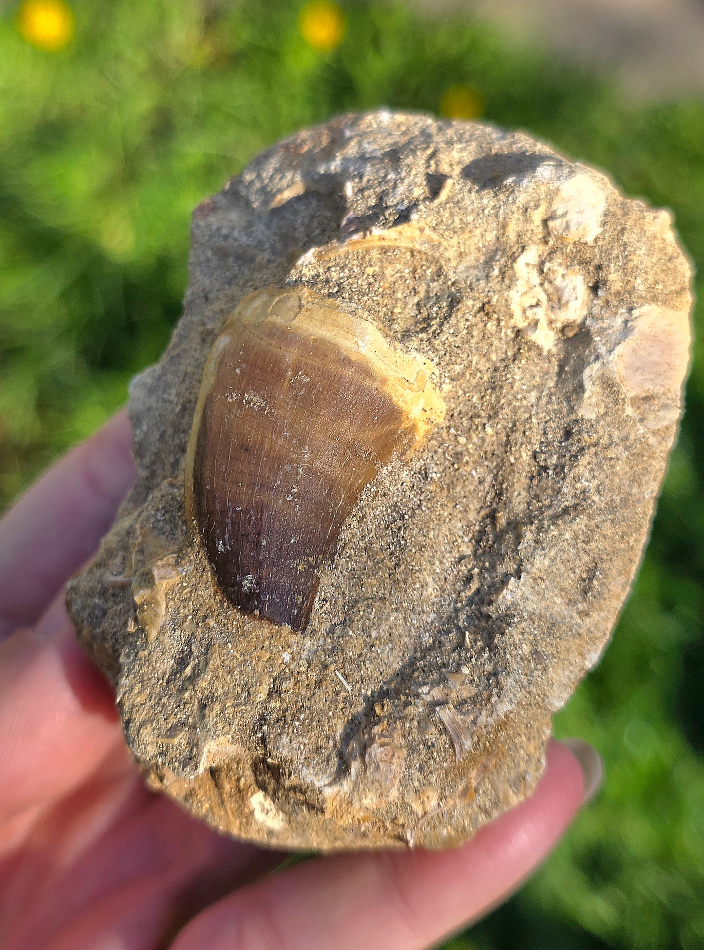 Dent de Mosasaure fossilisée du Maroc