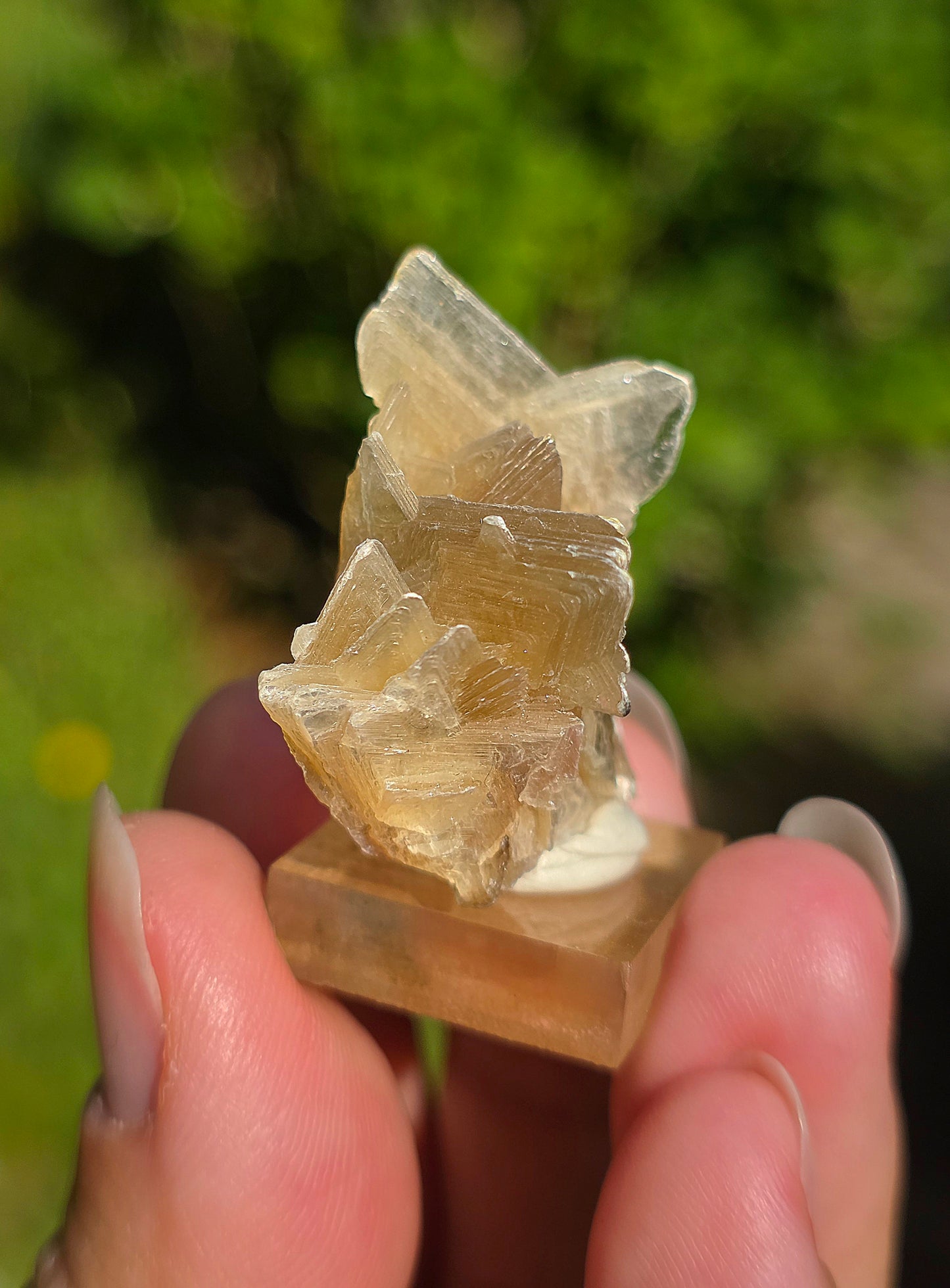 Mica étoilé du Brésil