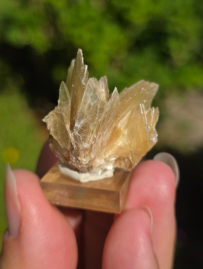 Mica étoilé du Brésil