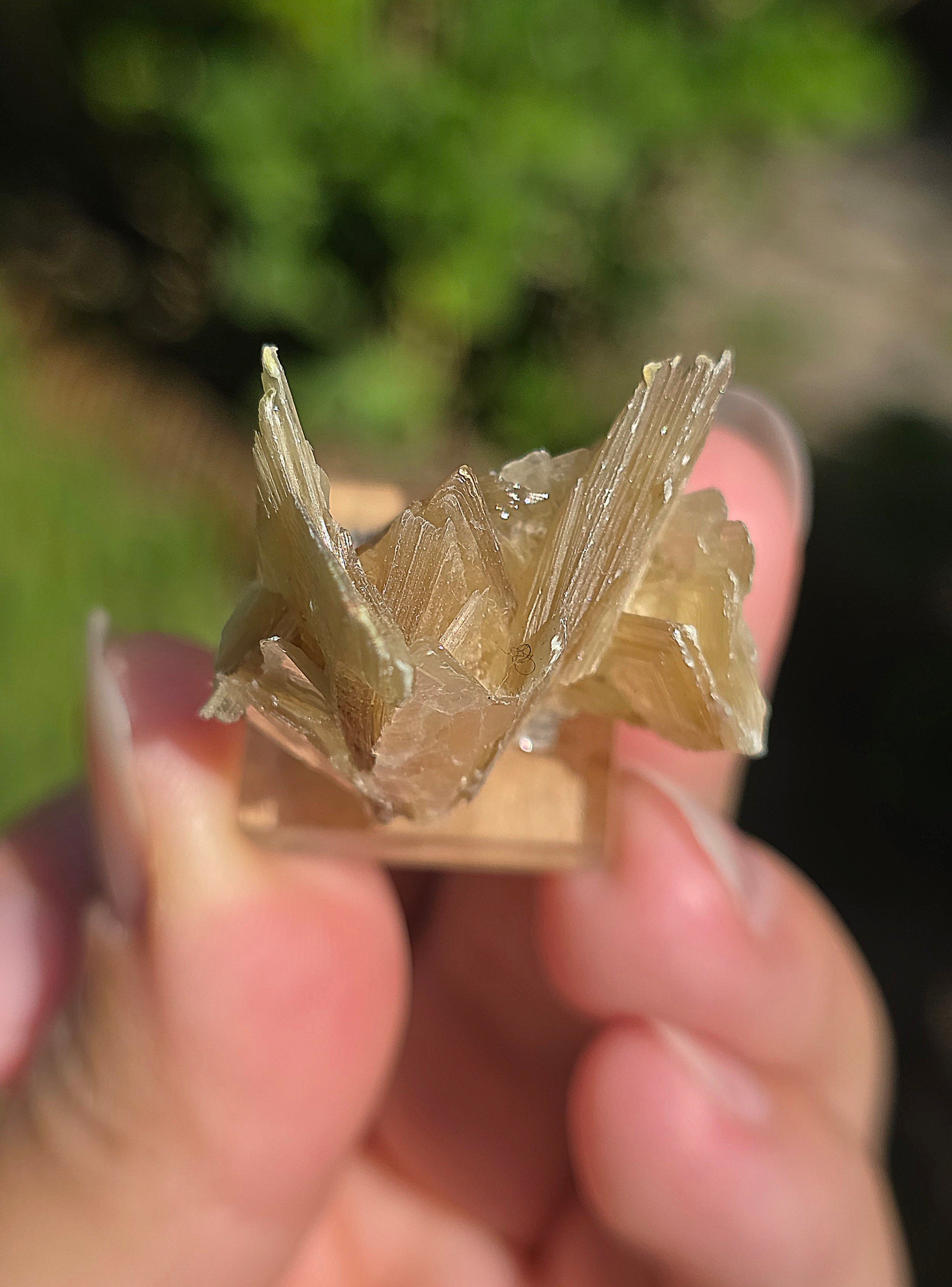Mica étoilé du Brésil