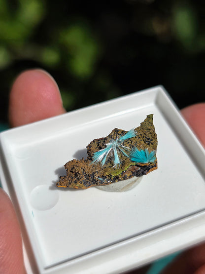 Aurichalcite brute sur une gangue de Limonite