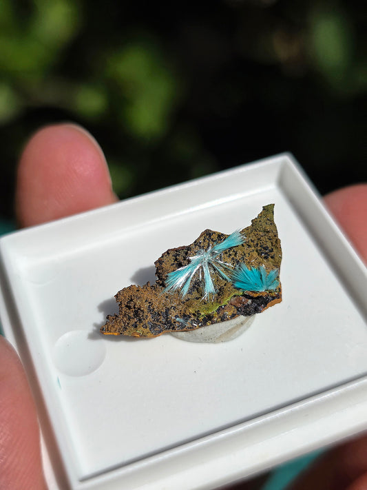 Aurichalcite brute sur une gangue de Limonite