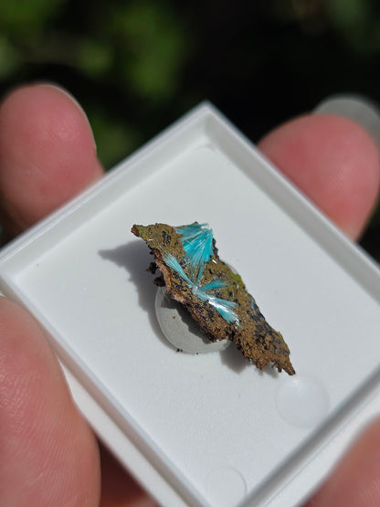 Aurichalcite brute sur une gangue de Limonite