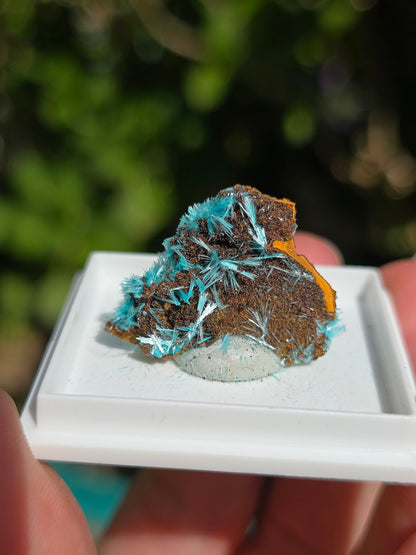 Aurichalcite brute sur une gangue de Limonite