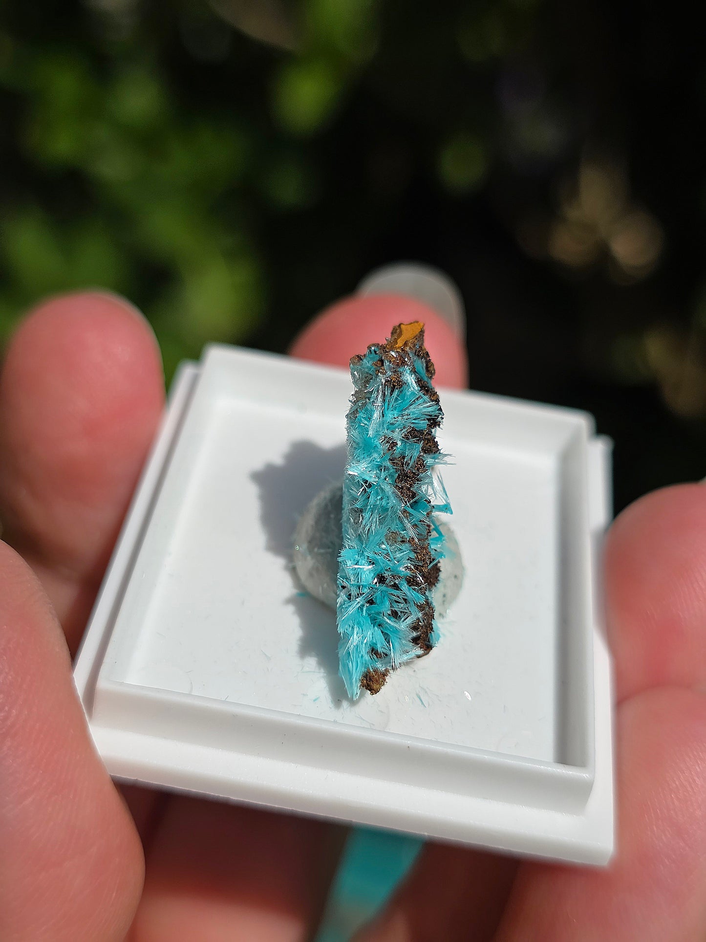 Aurichalcite brute sur une gangue de Limonite