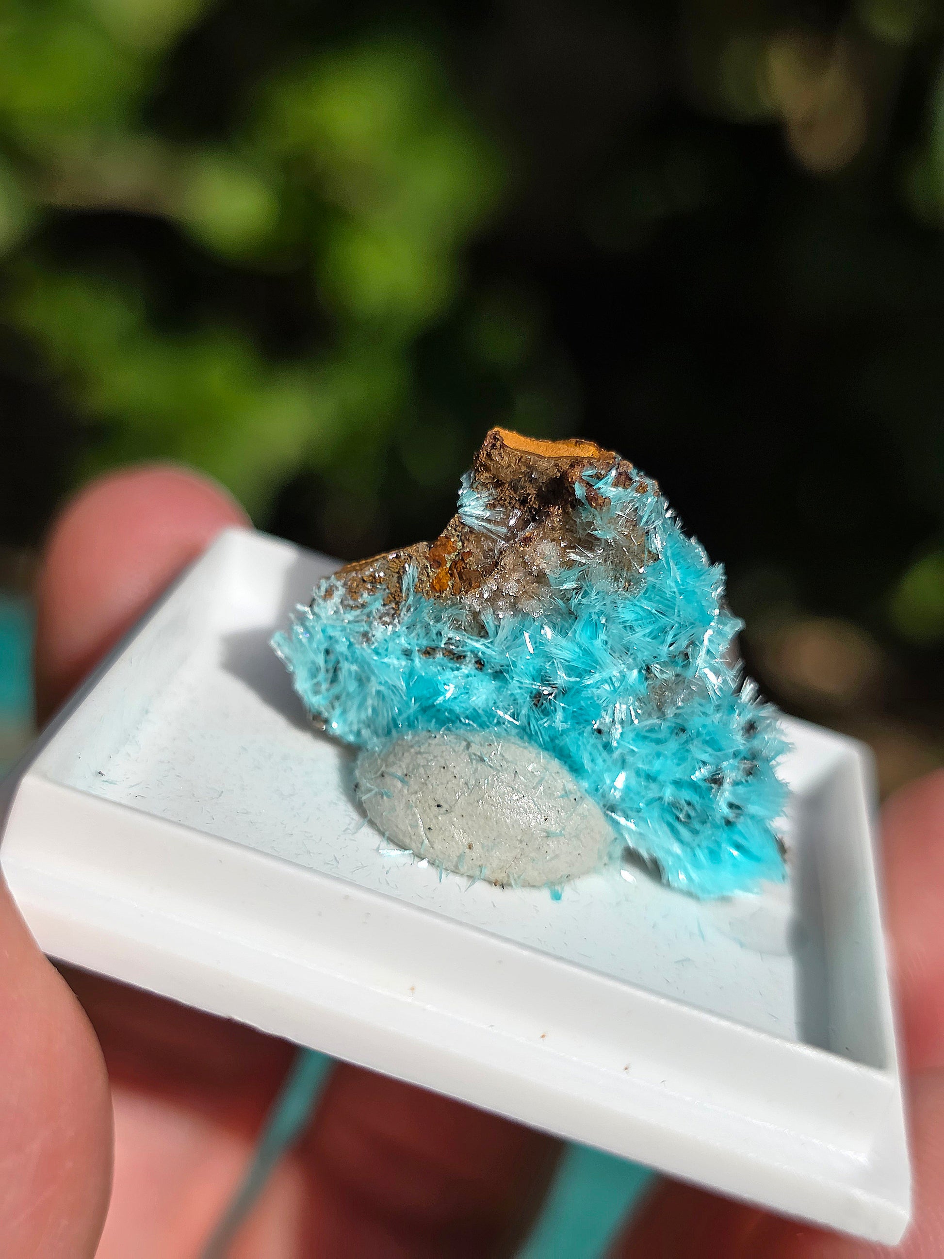 Aurichalcite brute sur une gangue de Limonite
