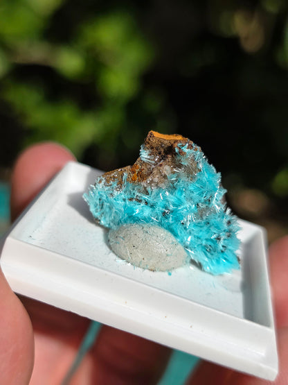 Aurichalcite brute sur une gangue de Limonite